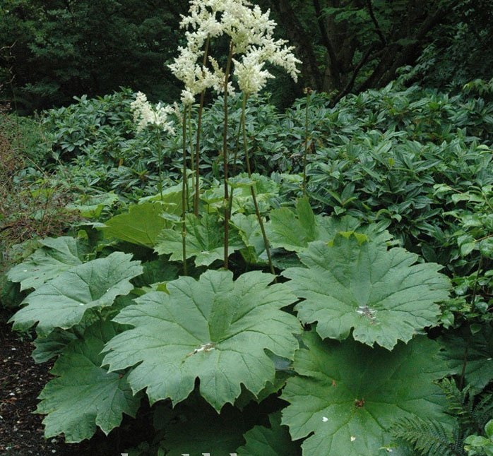 Цветок астильбоидес фото и описание