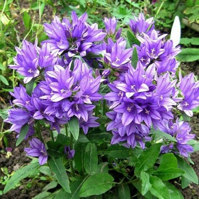 Колокольчик точечный (Campanula punctata)