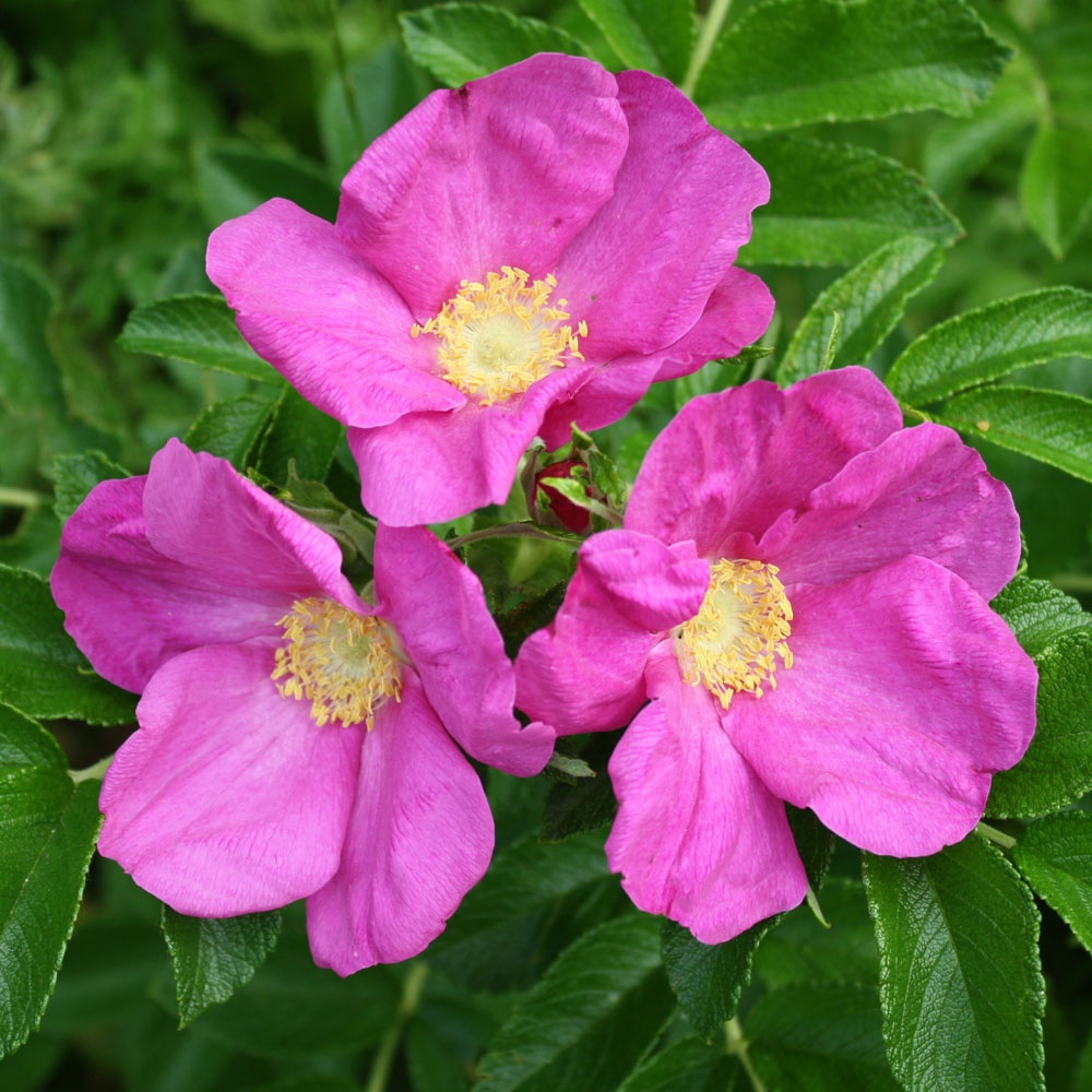 Роза морщинистая (Rosa rugosa `rubra`)