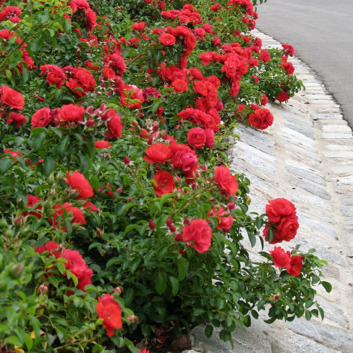 Почвопокровные розы для подмосковья без укрытия лучшие сорта фото